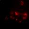 Cell Division Cycle And Apoptosis Regulator 1 antibody, orb377964, Biorbyt, Immunofluorescence image 
