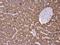 Ribosomal Protein S15 antibody, GTX101839, GeneTex, Immunohistochemistry paraffin image 