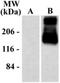 Metabotropic Glutamate Receptor 1a antibody, NB300-123, Novus Biologicals, Western Blot image 