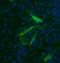 Mouse IgG2b antibody, 11-4220-82, Invitrogen Antibodies, Immunocytochemistry image 