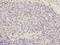 Coatomer Protein Complex Subunit Zeta 1 antibody, A62314-100, Epigentek, Immunohistochemistry paraffin image 