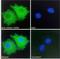 C-X-C Motif Chemokine Receptor 3 antibody, LS-C54687, Lifespan Biosciences, Immunofluorescence image 