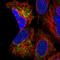 Mitochondrial Ribosomal Protein S9 antibody, HPA048479, Atlas Antibodies, Immunocytochemistry image 