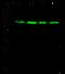 Polypyrimidine Tract Binding Protein 1 antibody, GTX02176, GeneTex, Western Blot image 