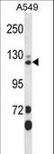 SEC23 Interacting Protein antibody, LS-C168931, Lifespan Biosciences, Western Blot image 