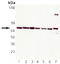 Heat Shock Protein Family A (Hsp70) Member 8 antibody, ADI-SPA-819-F, Enzo Life Sciences, Western Blot image 