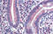 Nuclear Receptor Subfamily 1 Group I Member 2 antibody, ARP36016_P050, Aviva Systems Biology, Immunohistochemistry frozen image 