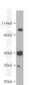 Matrix Extracellular Phosphoglycoprotein antibody, 18804-1-AP, Proteintech Group, Western Blot image 