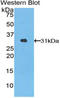 Heme Oxygenase 2 antibody, LS-C294434, Lifespan Biosciences, Western Blot image 