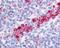 CD11C antibody, 48-387, ProSci, Immunohistochemistry frozen image 