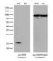 Peptidylprolyl Isomerase F antibody, LS-C791882, Lifespan Biosciences, Western Blot image 
