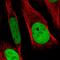 Regulator Of Chromosome Condensation 1 antibody, HPA027573, Atlas Antibodies, Immunofluorescence image 