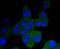 Neurotrophic Receptor Tyrosine Kinase 1 antibody, NBP2-67841, Novus Biologicals, Immunocytochemistry image 