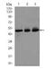 E2F-1 antibody, ab135251, Abcam, Western Blot image 