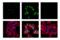 Jun Proto-Oncogene, AP-1 Transcription Factor Subunit antibody, 91952S, Cell Signaling Technology, Immunocytochemistry image 