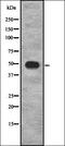 PAMP antibody, orb337299, Biorbyt, Western Blot image 