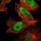 DNA Ligase 3 antibody, HPA006723, Atlas Antibodies, Immunocytochemistry image 