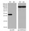 Sepiapterin Reductase antibody, MA5-25309, Invitrogen Antibodies, Western Blot image 