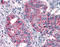 T1r3 antibody, TA340716, Origene, Immunohistochemistry frozen image 