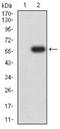 DNM2 antibody, NBP2-61758, Novus Biologicals, Western Blot image 