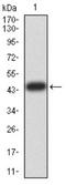 Estrogen Related Receptor Alpha antibody, NBP2-61769, Novus Biologicals, Western Blot image 