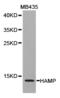 Hepcidin Antimicrobial Peptide antibody, LS-B13201, Lifespan Biosciences, Western Blot image 