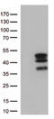 Transcription cofactor vestigial-like protein 3 antibody, CF812788, Origene, Western Blot image 