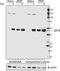 ATF4 antibody, 693901, BioLegend, Western Blot image 