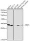 Serine And Arginine Rich Splicing Factor 1 antibody, GTX55794, GeneTex, Western Blot image 