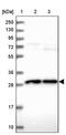 Occludin/ELL Domain Containing 1 antibody, PA5-59851, Invitrogen Antibodies, Western Blot image 