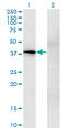 Ccn3 antibody, LS-B6407, Lifespan Biosciences, Western Blot image 