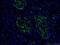 Caspase 3 antibody, 66470-2-Ig, Proteintech Group, Immunofluorescence image 