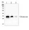 Four And A Half LIM Domains 1 antibody, A01258-2, Boster Biological Technology, Western Blot image 