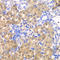 4-Hydroxyphenylpyruvate Dioxygenase antibody, LS-C334758, Lifespan Biosciences, Immunohistochemistry frozen image 