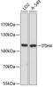 Inter-Alpha-Trypsin Inhibitor Heavy Chain 4 antibody, 14-637, ProSci, Western Blot image 
