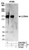 Pleckstrin Homology Like Domain Family B Member 2 antibody, A304-582A, Bethyl Labs, Immunoprecipitation image 