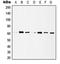 Histone Deacetylase 1 antibody, orb214035, Biorbyt, Western Blot image 
