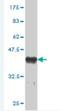 Mediator Complex Subunit 16 antibody, H00010025-M01, Novus Biologicals, Western Blot image 
