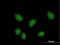 FK506-binding protein-like antibody, H00063943-B01P, Novus Biologicals, Immunocytochemistry image 