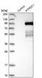 Protein Tyrosine Phosphatase Domain Containing 1 antibody, PA5-55433, Invitrogen Antibodies, Western Blot image 