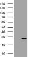 Visinin Like 1 antibody, CF801899, Origene, Western Blot image 