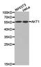 Protein kinase B antibody, TA327537, Origene, Western Blot image 