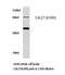 Cell Division Cycle 27 antibody, LS-C176860, Lifespan Biosciences, Western Blot image 