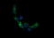 Retinoic Acid Receptor Responder 1 antibody, LS-C174677, Lifespan Biosciences, Immunofluorescence image 