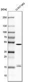 Caspase 1 antibody, HPA003056, Atlas Antibodies, Western Blot image 