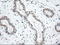 Neurotrophic factor antibody, TA500030, Origene, Immunohistochemistry frozen image 