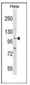 SH3 and PX domain-containing protein 2A antibody, AP53904PU-N, Origene, Western Blot image 
