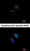 Sonic Hedgehog Signaling Molecule antibody, orb11368, Biorbyt, Immunocytochemistry image 