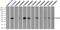CD32a antibody, LS-C114740, Lifespan Biosciences, Immunoprecipitation image 