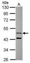 Sorting Nexin 15 antibody, PA5-30538, Invitrogen Antibodies, Western Blot image 